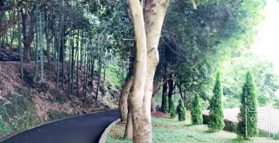 Trees in the Batumi Botanical Garden
